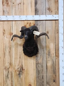 Arawapa Ram Sheep Shoulder Mount Taxidermy