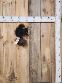Black Squirrel Full Body Taxidermy Mount