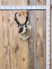Pronghorn Antelope Shoulder Mount Taxidermy