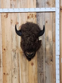 American Bison Buffalo Shoulder Mount Taxidermy