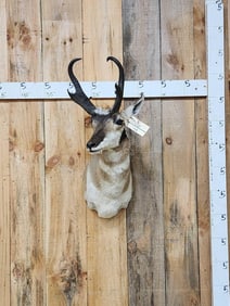 Nice Pronghorn Antelope Shoulder Mount Taxidermy
