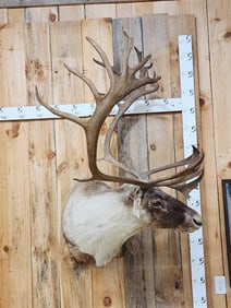 Caribou Shoulder Mount Taxidermy