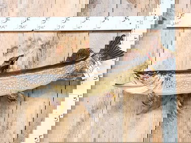 42" Northern Pike Real Skin Fish Taxidermy