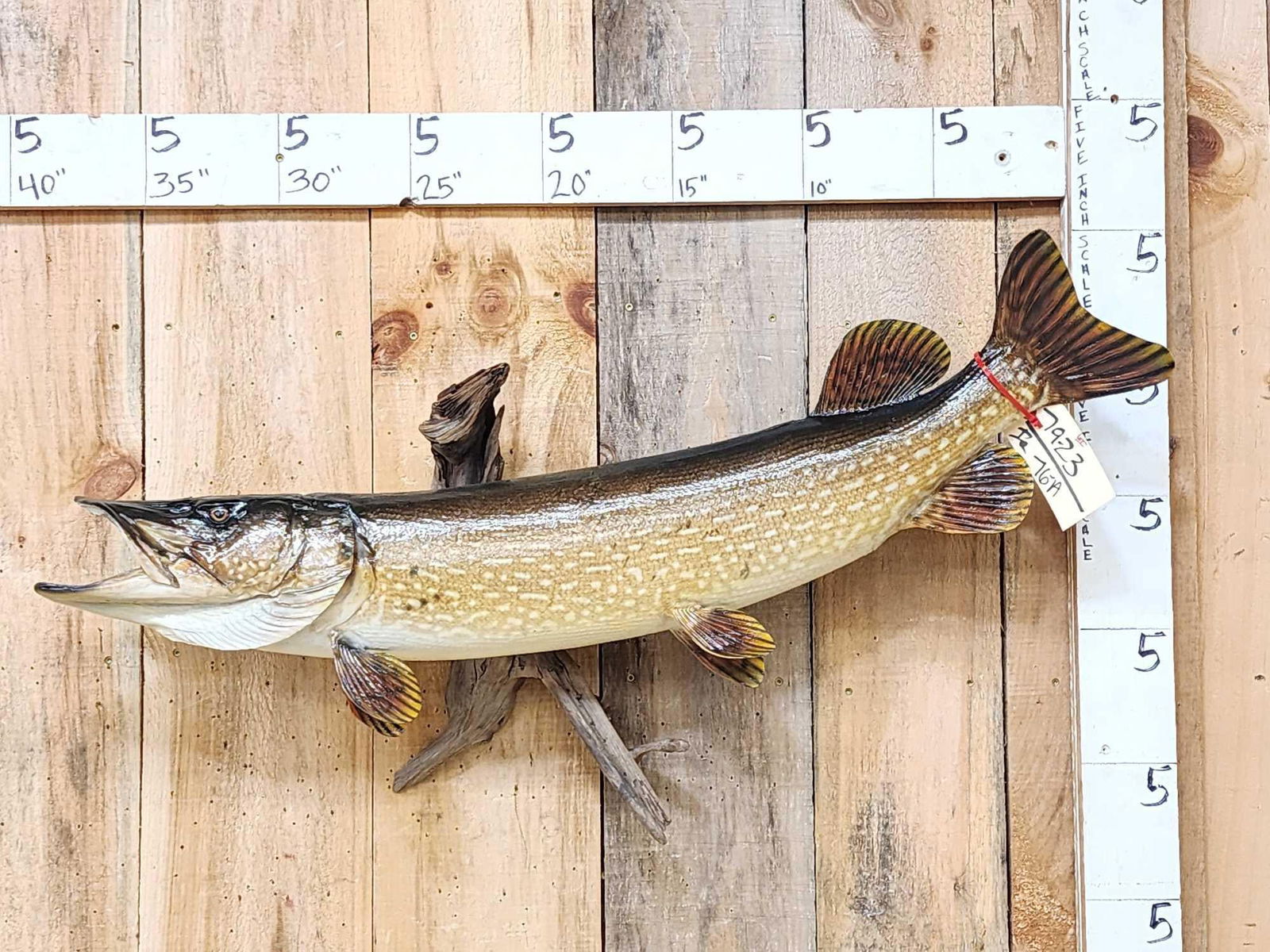 42" Northern Pike Real Skin Fish Taxidermy (1 of 4)