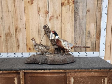 Hen & Rooster Pheasants Bird Taxidermy