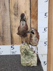 Pair Of Eurasian Jay Birds Taxidermy