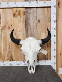 American Bison Buffalo Skull Taxidermy
