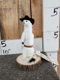 Sheriff Weasel Taxidermy