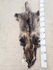 Big Soft Tanned Fin Coon Or Tanuki Fur Taxidermy