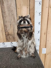 Raccoon Playing Harmonica Taxidermy
