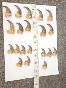 Set Of 20 Black Bear Claws Taxidermy