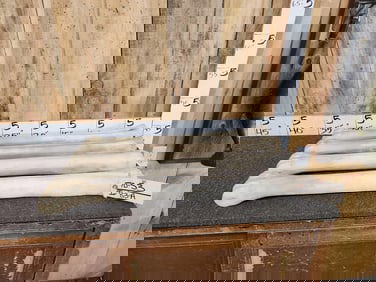 4 Giraffe Leg Bones Taxidermy