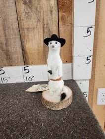 Sheriff Weasel Taxidermy