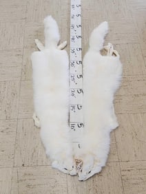 2 Soft Tanned White Fox Furs Taxidermy