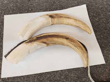 Big Set Of African Warthog Tusks