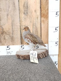 Hungarian Partridge Full Body Bird Taxidermy