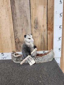 Opossum In A Birch Bark Canoe Taxidermy