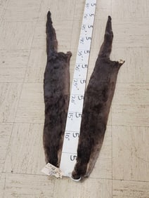 2 Soft Tanned Otter Furs Taxidermy