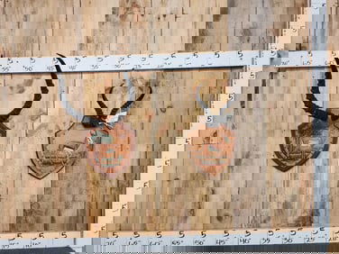 African Springbok & Impala Horn Displays Taxidermy