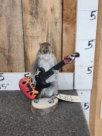 Rock & Roll Squirrel Playing Guitar Taxidermy