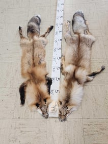 2 Soft Tanned Red Ranch Fox Furs Taxidermy