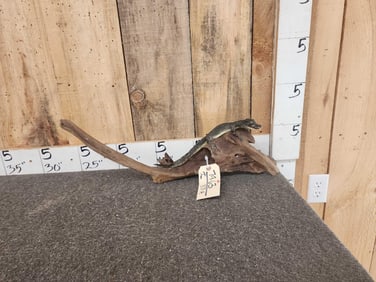 Baby Alligator Full Body Taxidermy Mount