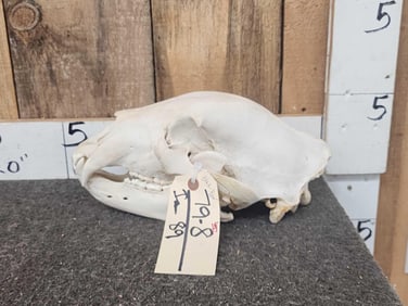 Big Black Bear Skull Taxidermy