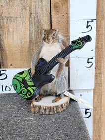 Rock & Roll Squirrel Playing Guitar Taxidermy