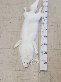 Soft Tanned White Ranch Fox Fur Taxidermy