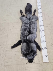 Soft Tanned Silver Ranch Fox Fur Taxidermy