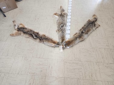 3 Soft Tanned Coyote Furs Taxidermy