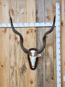 African Kudu Skull Taxidermy
