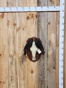 African Black Wildebeest Skull Taxidermy
