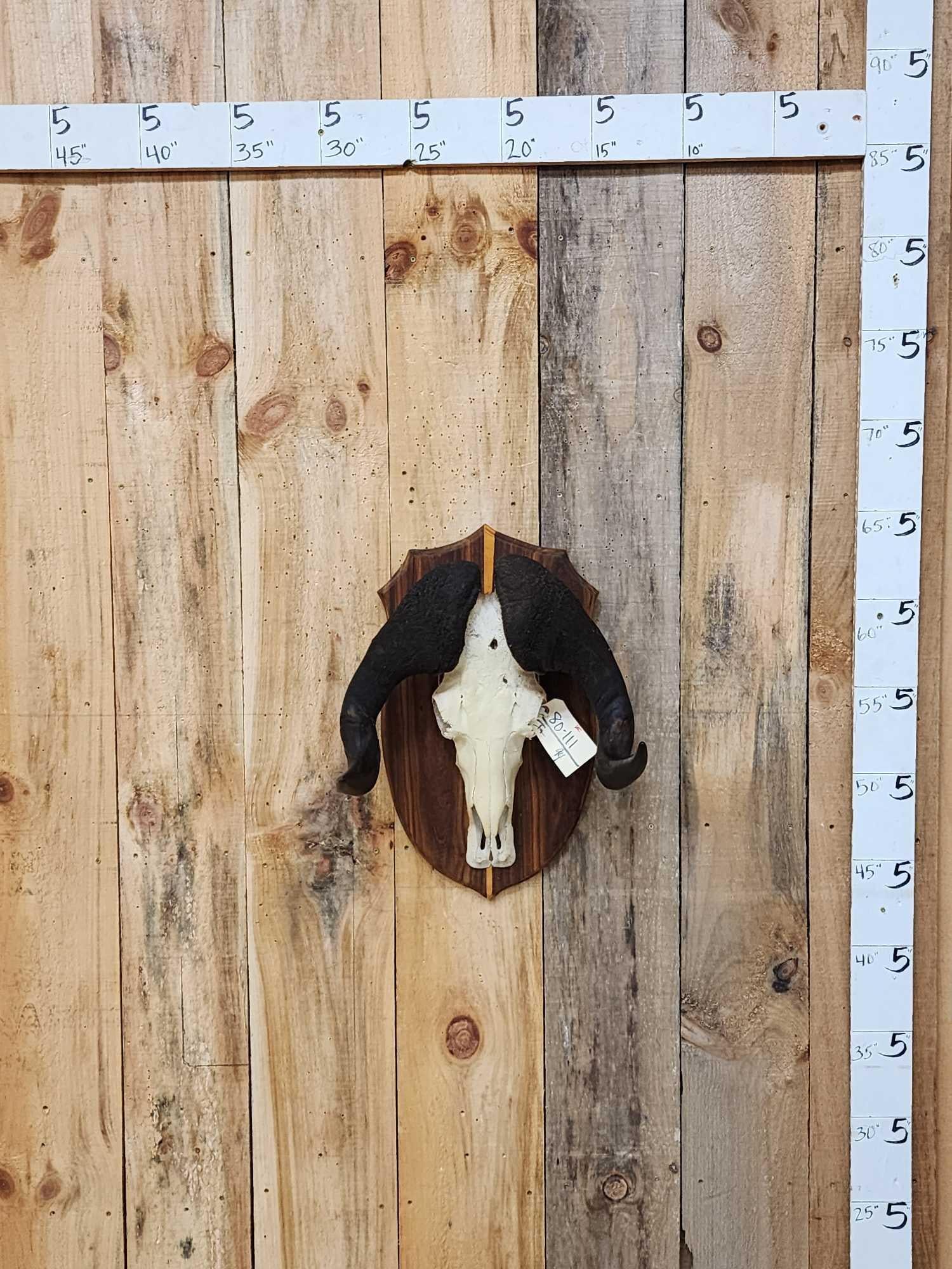 African Black Wildebeest Skull Taxidermy (1 of 4)