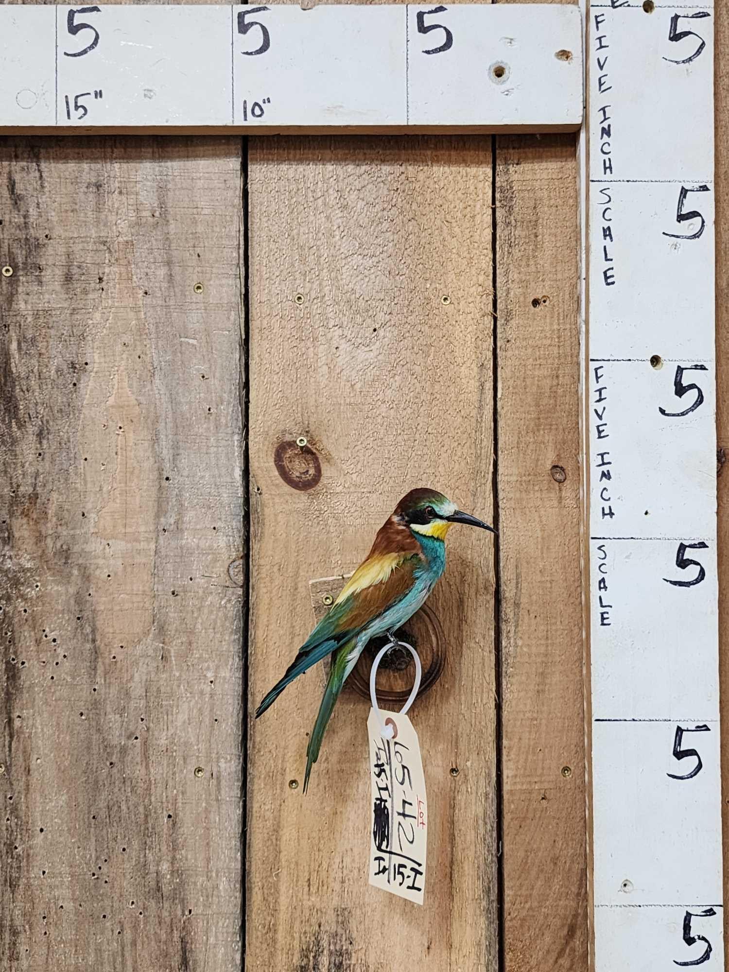 Bee Eater Full Body Bird Taxidermy (1 of 5)