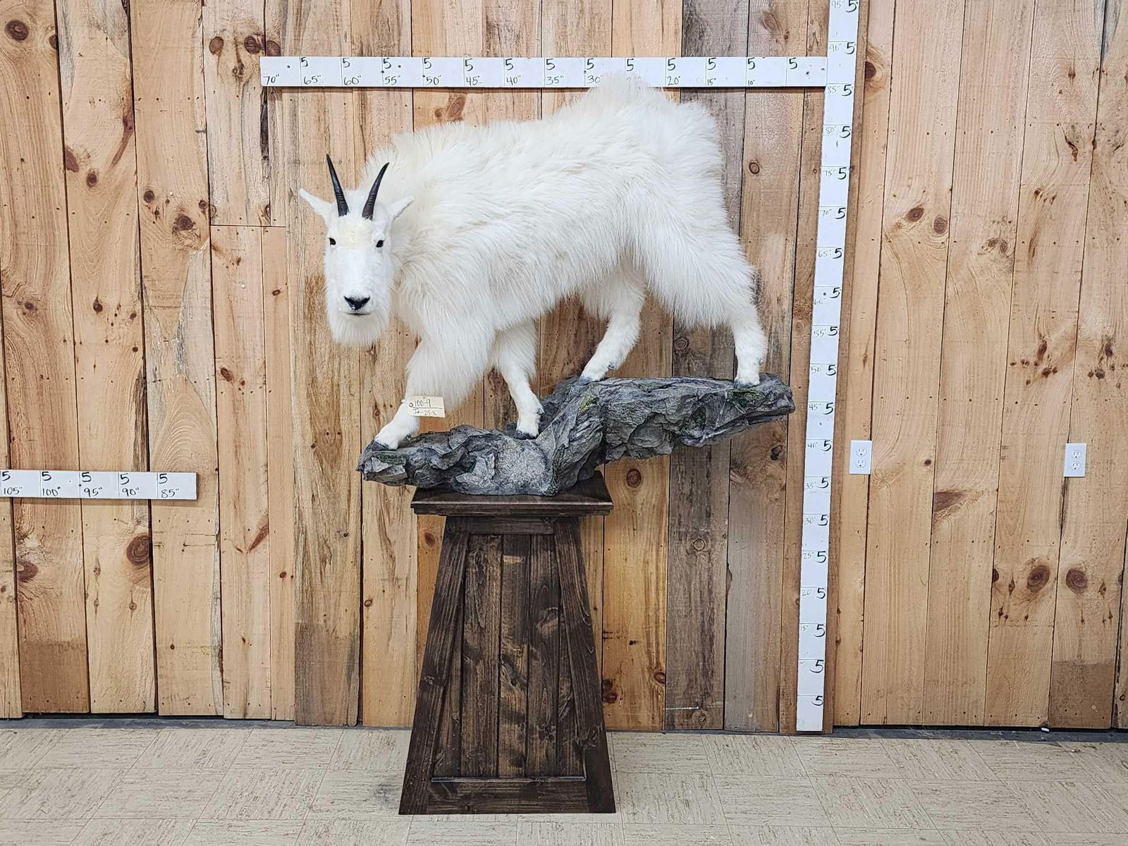 Mountain Goat Full Body Taxidermy Mount: 100.9 Pretty mount on habitat base
