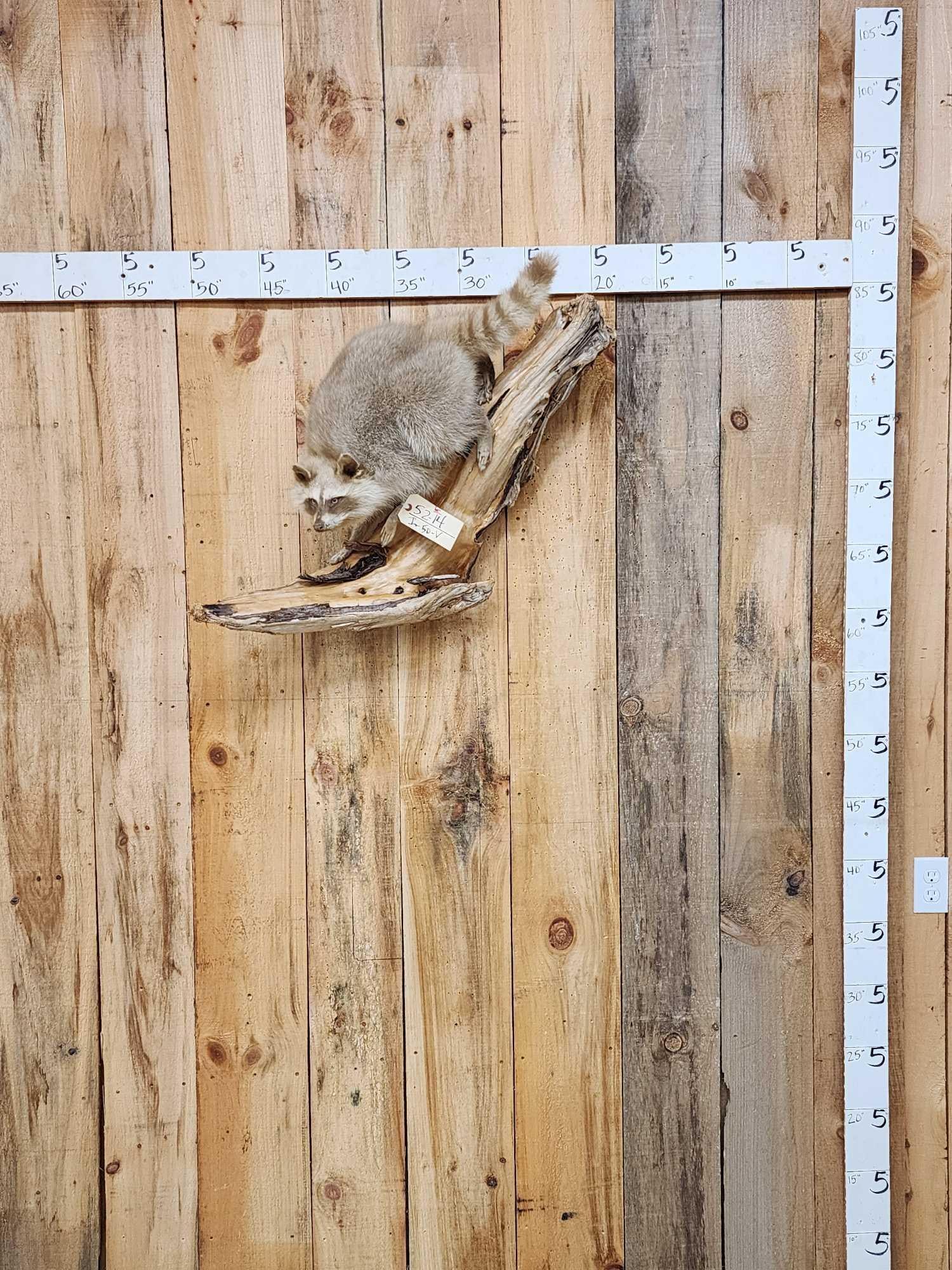 Albino Raccoon Full Body Taxidermy Mount: 52.14 Brand new mount cool factor is HIGH On driftwood hanging base