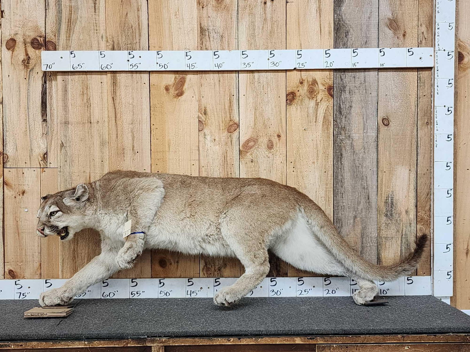 Mountain Lion Cougar Full Body Taxidermy Mount (1 of 1)