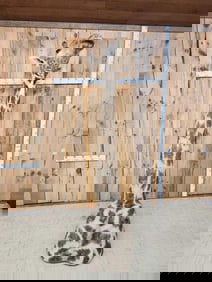 Giraffe Floor Shoulder Pedestal Taxidermy Mount