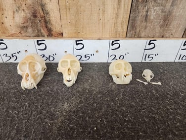 4 Monkey Skulls Taxidermy