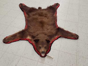 Brown Phase Black Bear Rug Taxidermy