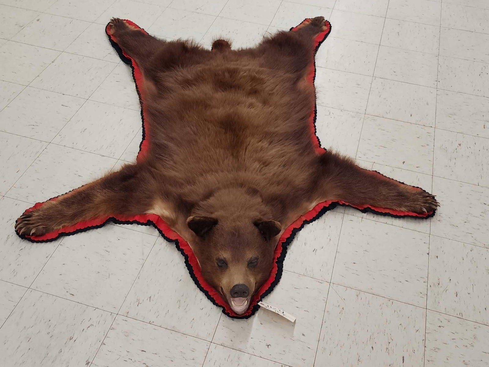 Brown Phase Black Bear Rug Taxidermy (1 of 12)