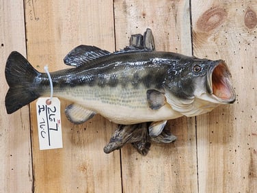 21" Largemouth Bass Real Skin Fish Taxidermy