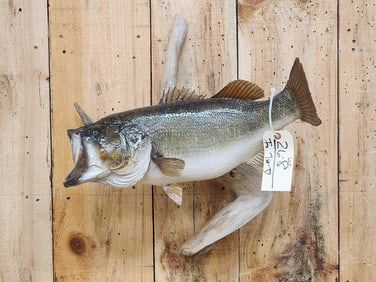 22" Largemouth Bass Real Skin Fish Taxidermy