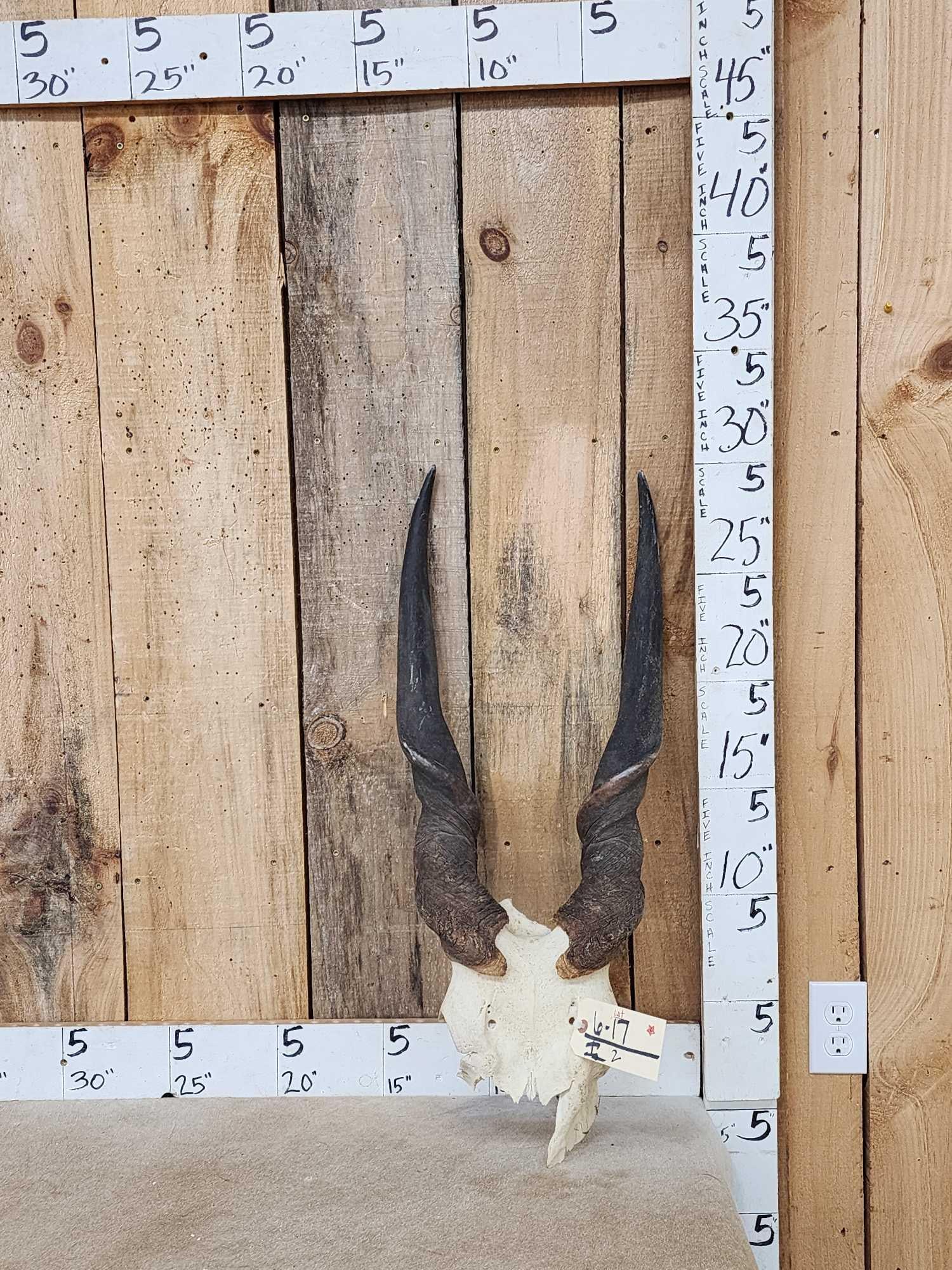 African Eland Horns On Skull Plate
