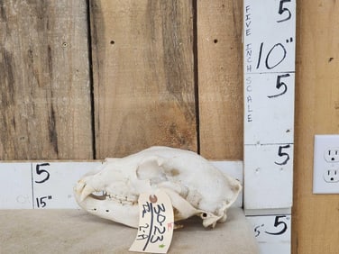 Black Bear Skull Taxidermy