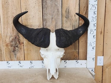 African Cape Buffalo Skull Taxidermy