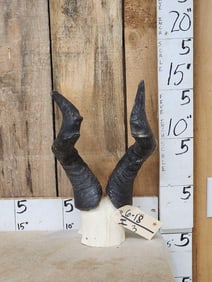 African Hartebeest Horns On Skull Plate