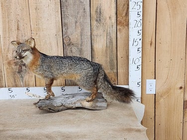 Grey Fox Full Body Taxidermy Mount