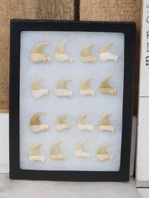 16 Mountain Lion Cougar Claws Taxidermy